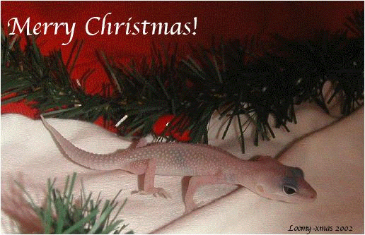 Loomy the Blizzard Lizard