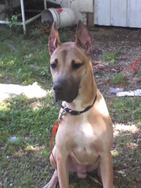 Prince. My Great Dane.