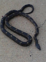 I don't know the kind of snake it is? Help