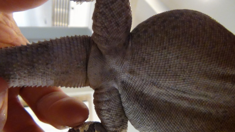 larger hispidus
