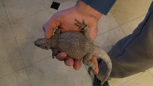 larger hispidus1