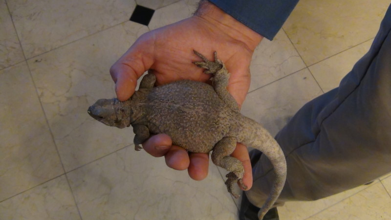 larger hispidus1