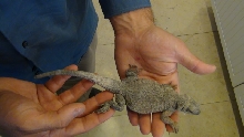 smaller hispidus..
