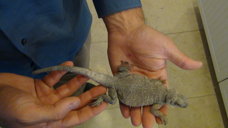 smaller hispidus..