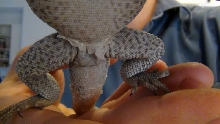 smaller hispidus.