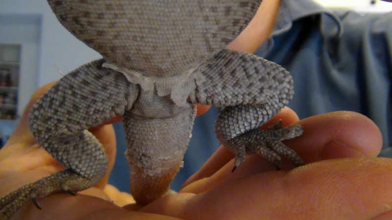 smaller hispidus.