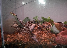Female Oregon Red Spotted Garter