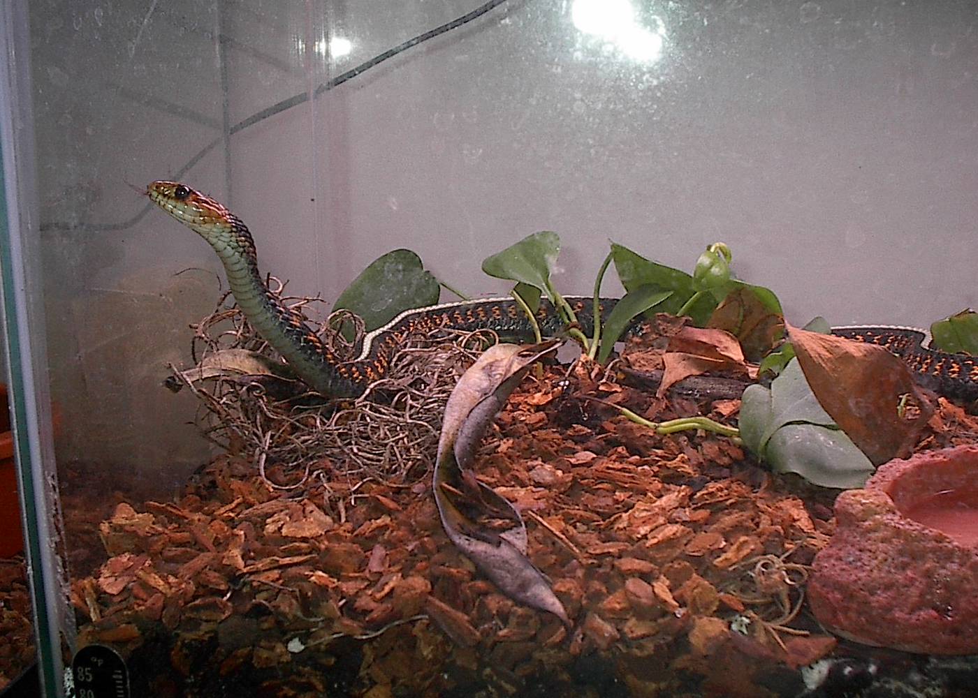 Female Oregon Red Spotted Garter