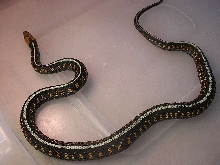 Female Oregon Red Spotted Garter