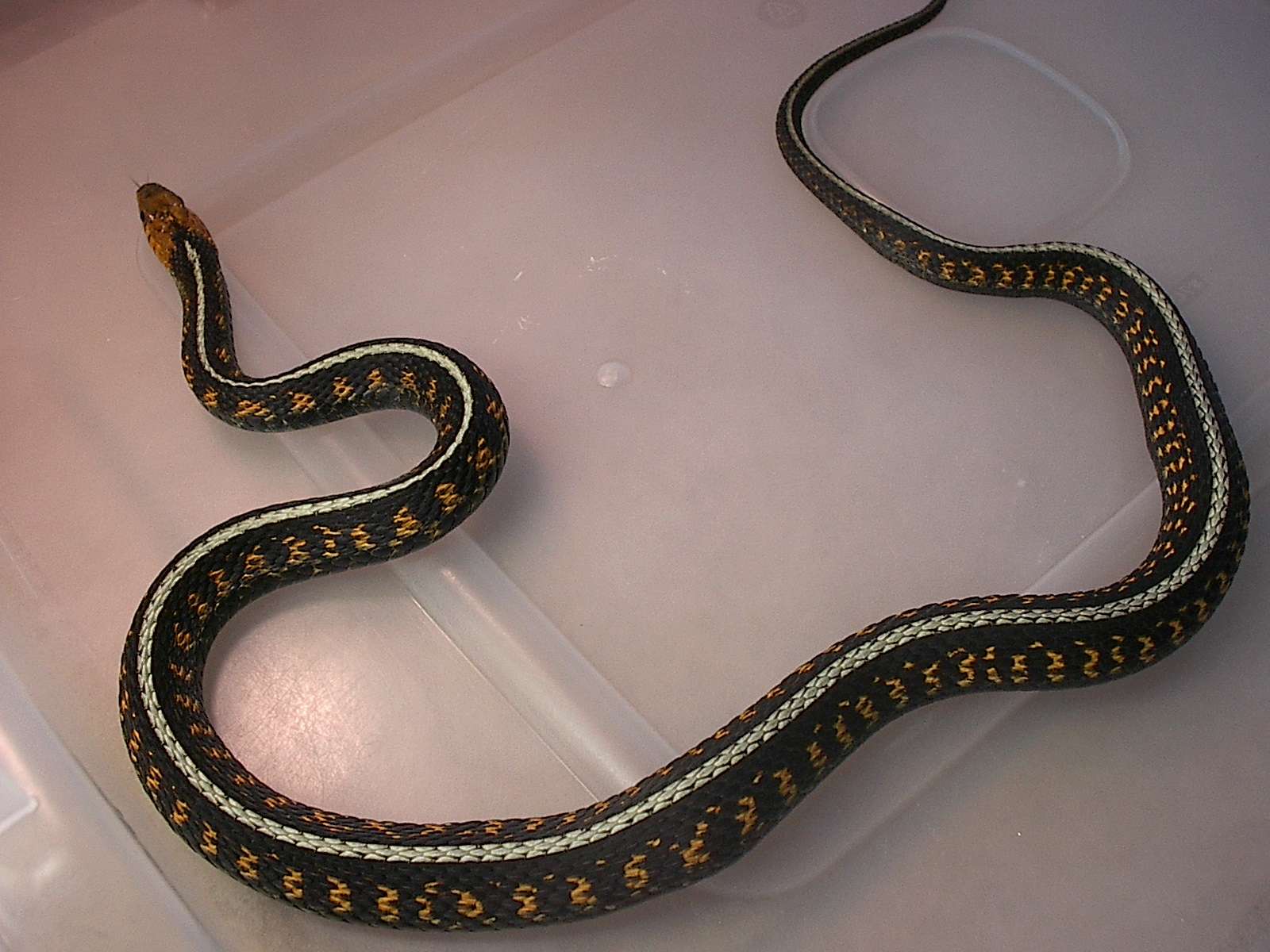 Female Oregon Red Spotted Garter