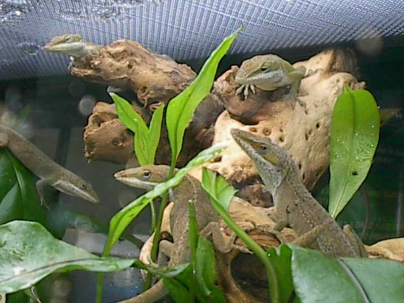 Bunch O' Anole