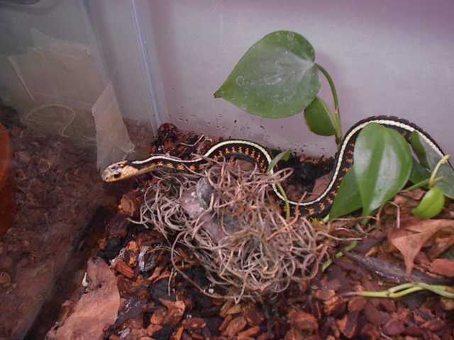 Male Oregon Red Spotted Garter