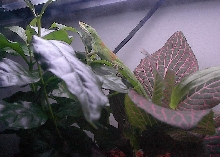 Male green anole