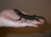 Lepidophyma flavimaculatum