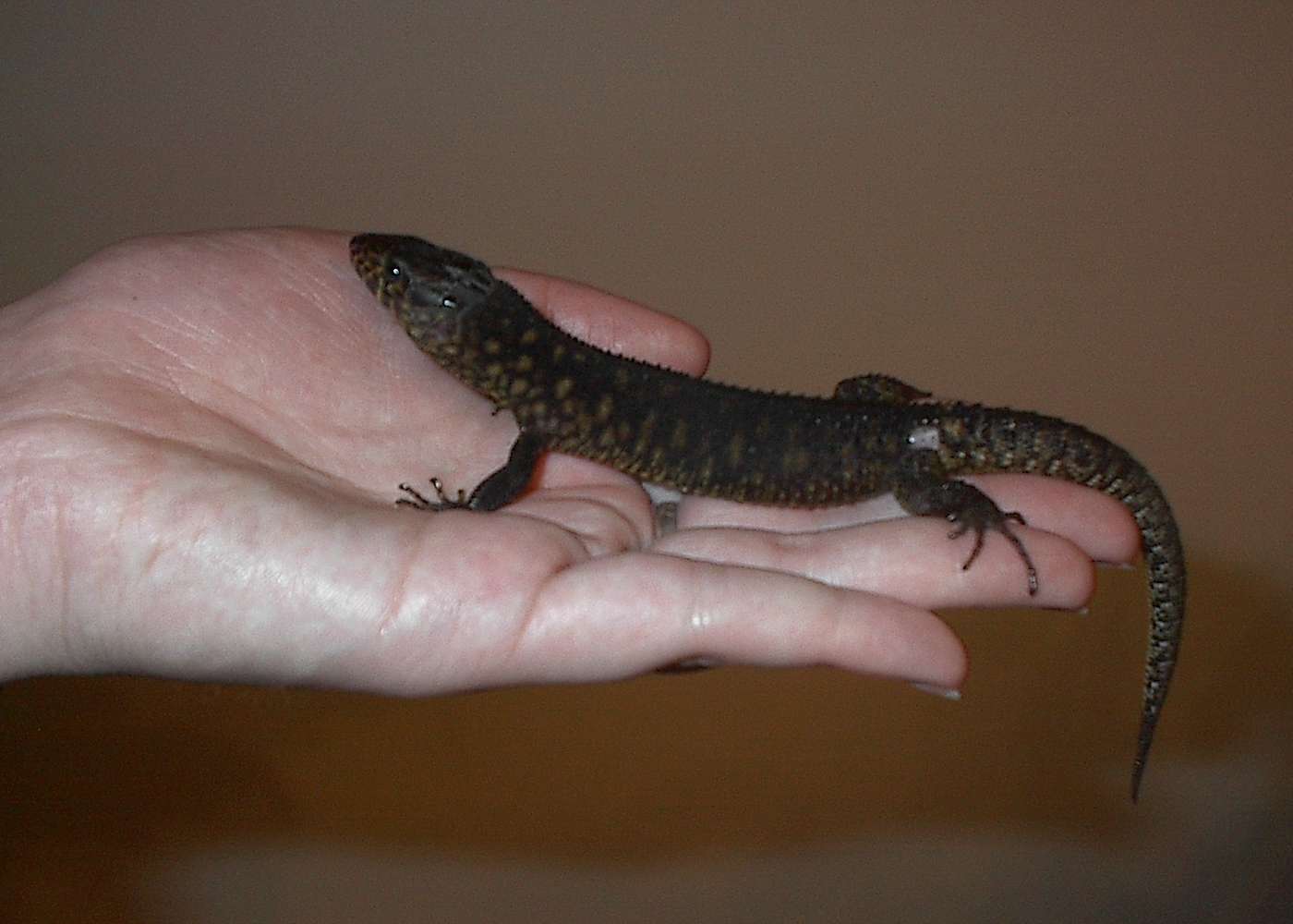 Lepidophyma flavimaculatum