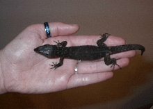 Lepidophyma flavimaculatum
