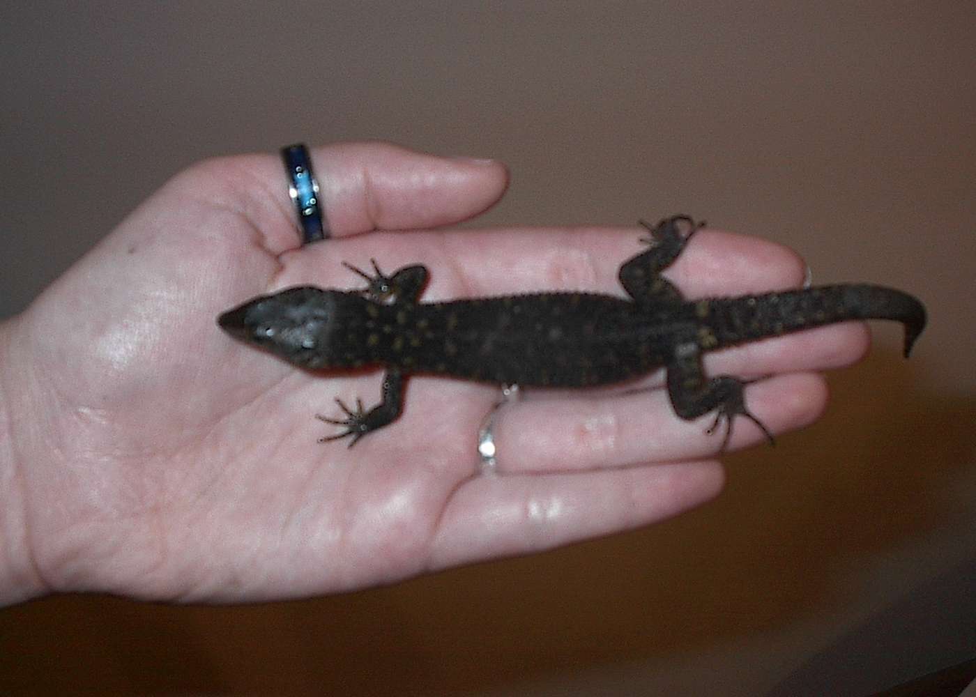Lepidophyma flavimaculatum