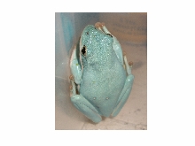 Hyla cinerea Blue Morph Photo#1
