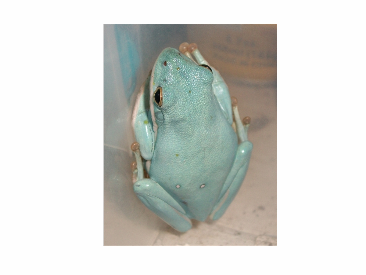 Hyla cinerea Blue Morph Photo#1
