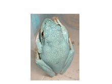 Hyla cinerea Blue Morph Photo#2