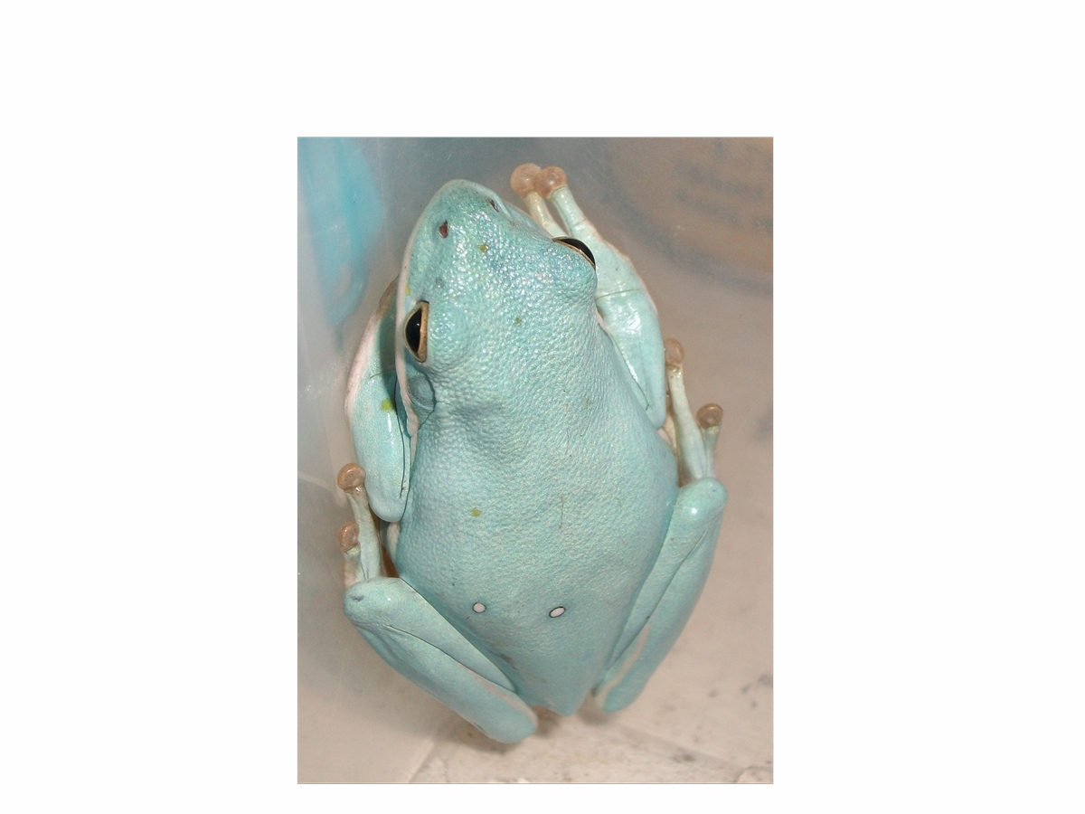 Hyla cinerea Blue Morph Photo#2