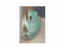 Hyla cinerea Blue Morph Photo#3