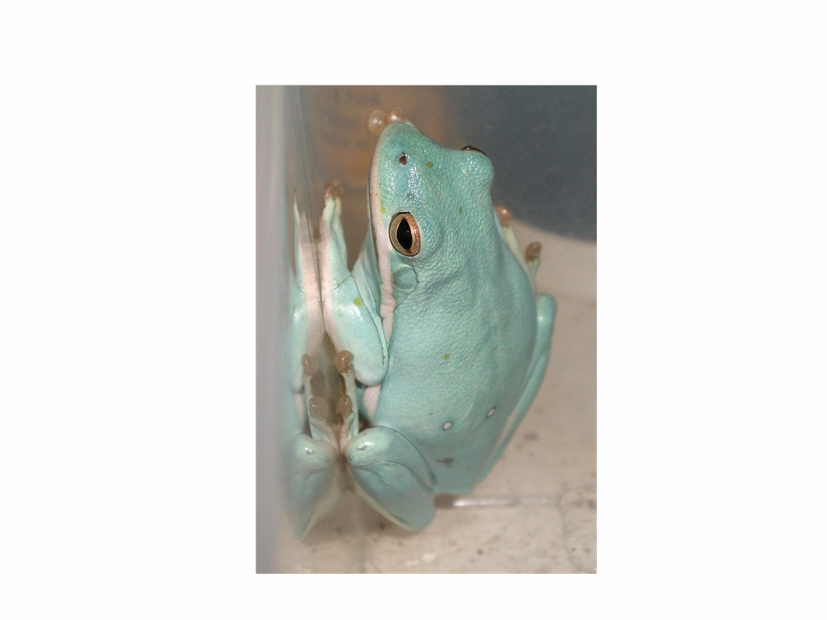 Hyla cinerea Blue Morph Photo#3