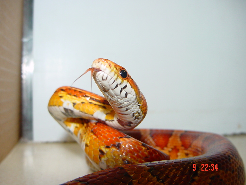 He bites