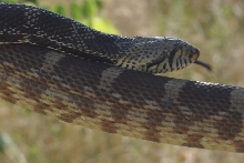 Kankakee Sands Preserve 6