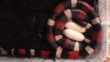 Het hypo pueblan clutch