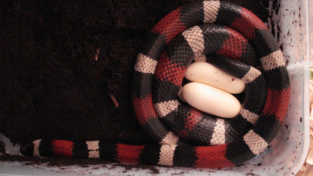 Het hypo pueblan clutch