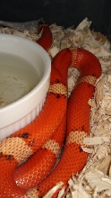 Winter VP Tri Hypo Hondo
