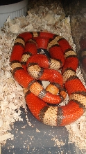 Winter Hypo Tri Hondo