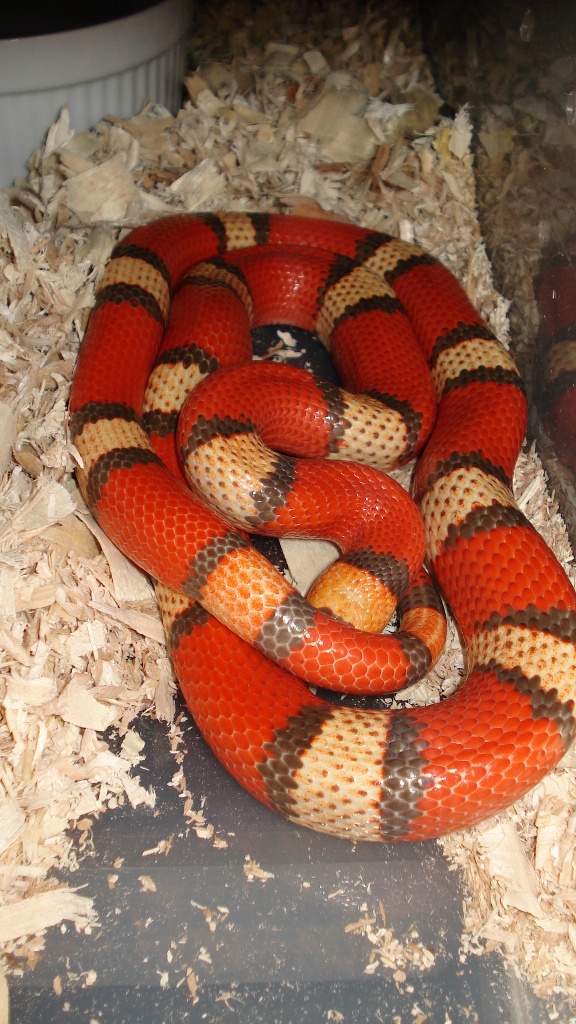 Winter Hypo Tri Hondo
