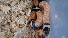 Winter Hypo-E Sinaloan