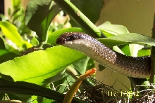 Rhamphiophis rostratus