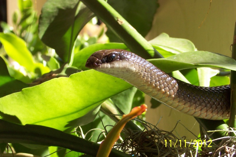 Rhamphiophis rostratus