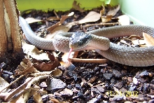 Crotaphopeltis hotamboeia