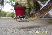Psammophis mossambicus