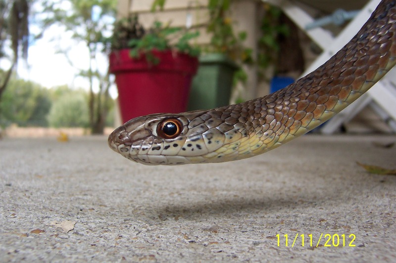 Psammophis mossambicus