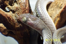 Telescopus dhara
