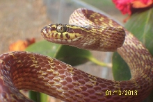 Dipsadoboa flavida