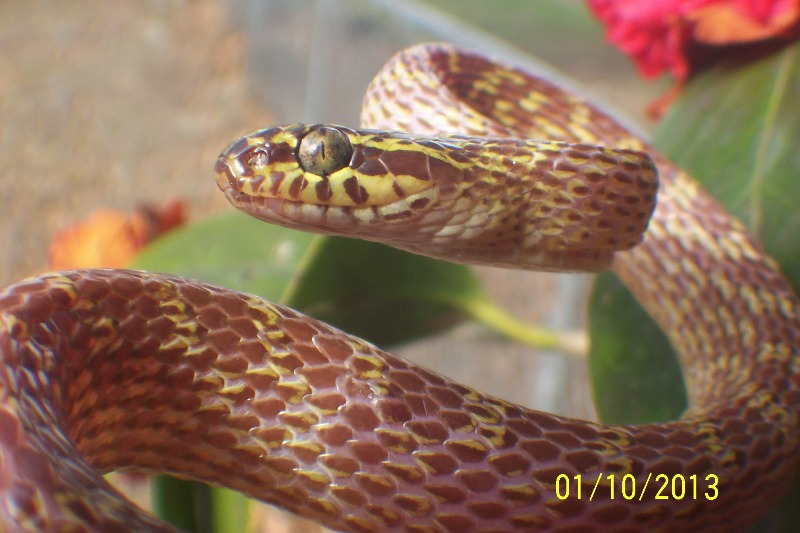 Dipsadoboa flavida