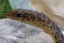Psammophis subtaeniatus