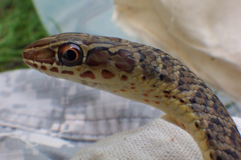 Psammophis subtaeniatus