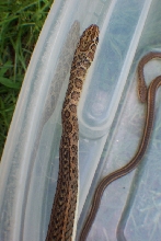 Psammophis subtaeniatus