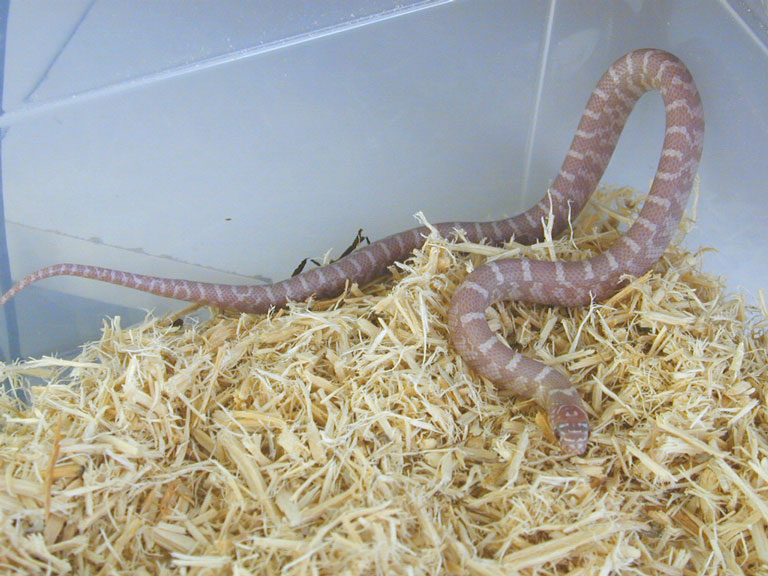 Hatchling Snow brooksi