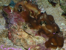 Saltwater - Austin Aquariums