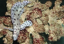 Saltwater Photos