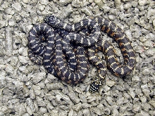 Axanthic and Normal hatchling brooksi